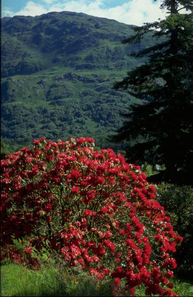 Benmore Garden