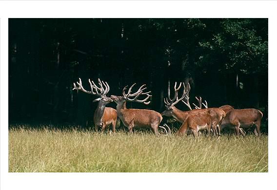 Deer Park